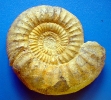 Orthosphinctes (Lithacosphinctes) evolutus