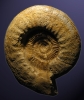 Orthosphinctes (Lithacosphinctes) evolutus