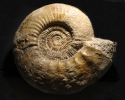 Orthosphinctes (Lithacosphinctes) evolutus