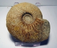 Ataxioceras (Ataxioceras) hypselocyclum