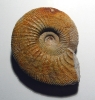 Ataxioceras (cf. Schneidia) sp.