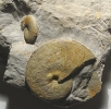 Streblites tenuilobatus