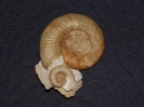 Orthosphinctes polygyratus