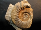 Parataxioceras cf. hippolytense ATROPS 1989