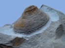 ?Bathrotomaria