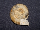 Lithacoshinctes evolutus