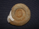 Orthosphinctes polygyratus