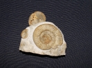 Orthosphinctes polygyratus; Tarameliceras subnerum