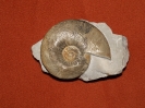 Ataxioceras sp.