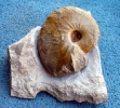 Taramelliceras nodosiusculum