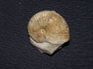 Taramelliceras rigidum