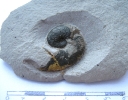 Taramelliceras sp. (alpha)