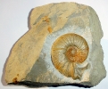 Ataxioceras effrenatum