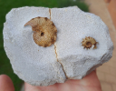 Cymaceras guembeli und Trochiskioceras bidentosum