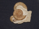 Orthosphinctes polygyratus, unbekannte Auster