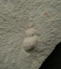 Schnecke Spiniloma