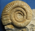 Ortosphinctes (Lithacosphinctes) evolutus