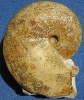 Taramelliceras subnereum