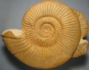 Orthosphinctes polygyratus