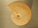 Taramelliceras subnereum
