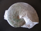 Taramelliceras sp.