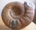 Orthosphinctes
