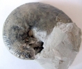 Taramelliceras