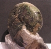 Nautilus