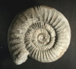 Lithacosphinctes aff. evolutus