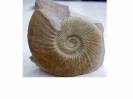 Ataxioceras (Schneidia) cf. elmii