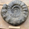 Lithacosphinctes evolutus 28cm