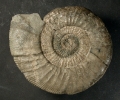 Ardescia desmoides
