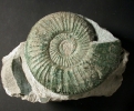 Grosse Ardescia schaireri