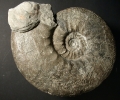 Grosser Ataxioceras