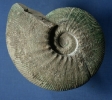 Ataxioceras cf. striatellum