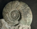 Ataxioceras aff. catenatum