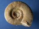 Orthosphinctes mit Krebsbiss
