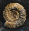 Orthosphinctes (Lithacosphinctes) evolutus