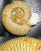 Subdiscosphinctes sp.