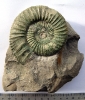 Orthosphinctes (Ardescia) schaireri