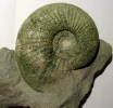Ataxioceras (cf. Schneidia) sp.
