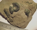 Noch unbestimmte Schnecke