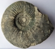 Ataxioceras cf. striatellum
