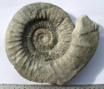 Orthosphinctes (Ardescia) desmoides