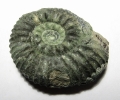 Prorasenia heeri