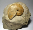 Taramelliceras subnereum