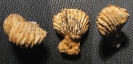 Torquirhynchia speciosa (MÜNSTER)