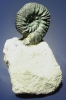 Prorasenia heeri