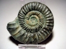 Orthosphinctes (Ardescia) proinconditus
