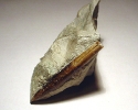 Hibolites hastatus